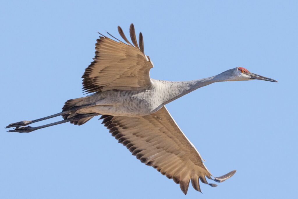Sandhill Crane wingspan and physical profile